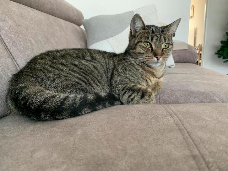 Mooie en liefe poes, Dieren en Toebehoren, Katten en Kittens | Overige Katten, Kortharig, Poes, 0 tot 2 jaar