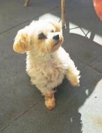 Vermist, Dieren en Toebehoren, Hond