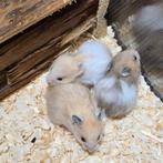 Baby hamsters 🩷🐹 Serysche Goudhamster, Dieren en Toebehoren, Knaagdieren, Meerdere dieren, Hamster, Na 1 juli 2024