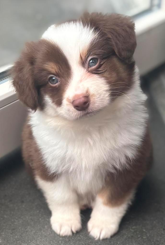 Lieve Auggie pups zoeken een liefdevol thuis, Dieren en Toebehoren, Honden | Niet-rashonden, Middel, Meerdere dieren, Particulier