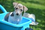 Jack russel pups, België, Jack Russell Terriër, 8 tot 15 weken, Meerdere
