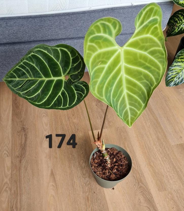 Kamerplant, anthurium regale, Huis en Inrichting, Kamerplanten, Overige soorten, Minder dan 100 cm, Ophalen of Verzenden