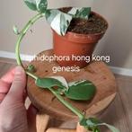 Rhaphidophora Hong Kong Genesis, Ophalen of Verzenden
