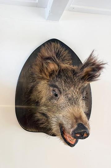 Opgezette Zwijnenkop - Curiosa - taxidermie beschikbaar voor biedingen