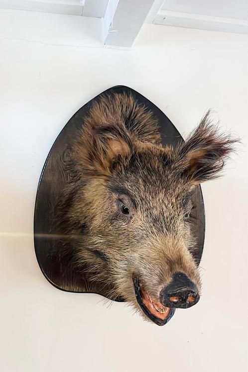 Opgezette Zwijnenkop - Curiosa - taxidermie, Antiek en Kunst, Curiosa en Brocante, Ophalen