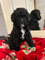 Laatste pup uit het nestje., Dieren en Toebehoren, Eén hond, Nederland, Particulier, Reu