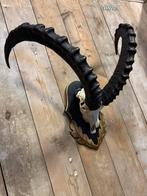 Syberische steenbokschedel, Ophalen, Zo goed als nieuw, Wild dier, Schedel