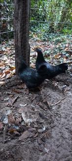 2 leghennen/ kippen, Dieren en Toebehoren, Pluimvee, Vrouwelijk, Kip