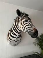 Nieuw Opgezette Zebra Headmount Taxidermie, Nieuw, Wild dier, Opgezet dier, Ophalen of Verzenden