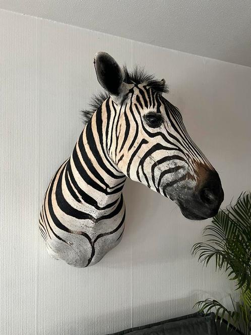 Nieuw Opgezette Zebra Headmount Taxidermie, Verzamelen, Dierenverzamelingen, Nieuw, Opgezet dier, Wild dier, Ophalen of Verzenden