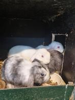NHD hangoor konijnen, Dieren en Toebehoren, Meerdere dieren, Hangoor