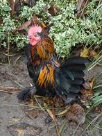 Sabelpootkriel haantje, Dieren en Toebehoren, Pluimvee, Mannelijk, Kip