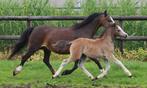 Enkele mooi Welsh sectie A merries en hengst, Dieren en Toebehoren, Niet van toepassing, 3 tot 6 jaar, B pony (1.17m tot 1.27m)