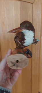 Opgezette IJsvogel op Houten Sokkel, Ophalen of Verzenden