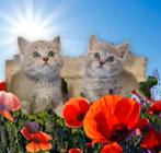 Kruizing ragdoll X brits korthaar kittens, Dieren en Toebehoren