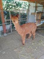 Alpaca drachtige merrie te koop., Dieren en Toebehoren, Juni, Vrouwelijk