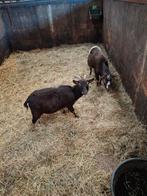 Dwerg geitjes, Meerdere dieren, Geit