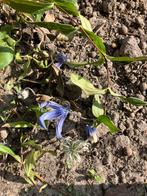 Clematis Integrifolia Blue Ribbons t.e.a.b, Dieren en Toebehoren, Reptielen en Amfibieën, Hagedis