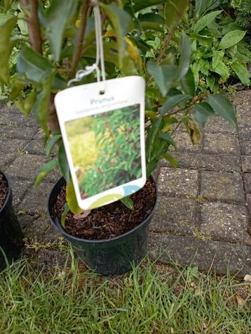 Haag-planten beschikbaar voor biedingen