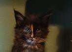 Main coon kittens nog 1 poesjes., Dieren en Toebehoren, Katten en Kittens | Raskatten | Langhaar, Poes, Gechipt, 0 tot 2 jaar