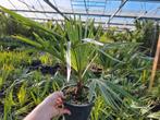 Livistona decora palmboom, Ophalen of Verzenden, Overige soorten, Bloeit niet, Volle zon