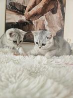 Per direct beschikbaar hele mooie Brits korthaar kittens, Gechipt, 0 tot 2 jaar