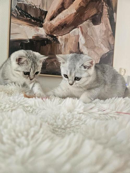 Per direct beschikbaar hele mooie Brits korthaar kittens, Dieren en Toebehoren, Katten en Kittens | Raskatten | Korthaar, 0 tot 2 jaar