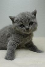 Supermooie kittens Fawn/blauw/Lilac Brits Korthaar, Dieren en Toebehoren, Katten en Kittens | Raskatten | Korthaar, Kater, Gechipt