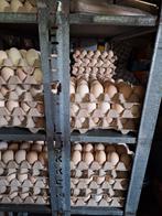 Dubbeldooiers, eerste leg - Den Bosch, Ophalen of Verzenden