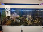 Diverse soorten zeewater koraal in diverse maten, Dieren en Toebehoren, Overige typen