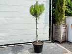 Pijnboom - Pinus Pinea, Tuin en Terras, Planten | Bomen, In pot, Bloeit niet, Halfschaduw, 100 tot 250 cm