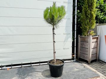 Pijnboom - Pinus Pinea beschikbaar voor biedingen