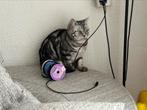 Poes te koop, Poes
