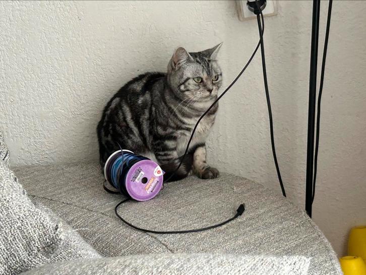 Poes te koop, Dieren en Toebehoren, Katten en Kittens | Raskatten | Korthaar, Poes