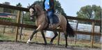 Sprookjes PRE jonge merrie SUPERbraaf!, Merrie, Minder dan 160 cm, Gechipt, 3 tot 6 jaar
