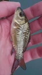 Spiegelkarpers en schubkarpers, Dieren en Toebehoren, Karper of Koi