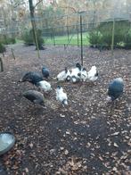 Sussex hanen 3 jongen van juni 2025 en 1 overjarige., Dieren en Toebehoren, Pluimvee, Mannelijk, Kip