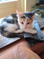 kittens, Meerdere dieren, Ontwormd, 0 tot 2 jaar