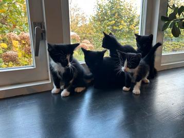 Kittens te koop, mogen direct mee beschikbaar voor biedingen