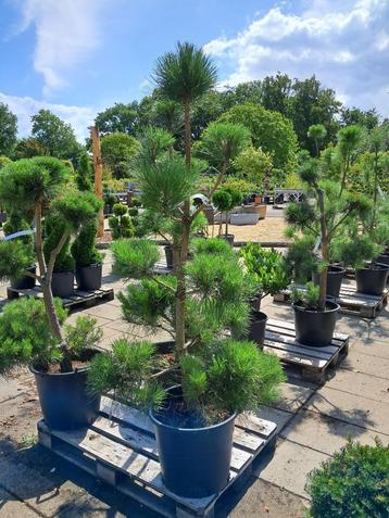 pinus nigra, zwarte den bonsai vormsnoei 175 cm hoog beschikbaar voor biedingen