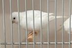 Fife Fancy, Dieren en Toebehoren, Vogels | Kanaries, Meerdere dieren, Postuurkanarie