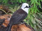 Gezocht 0-1 Bicolor gaailijster - 2022 (Garrulax Bicolor), Dieren en Toebehoren, Vogels | Overige Vogels, Vrouwelijk, Geringd