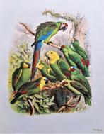 Vogelbilder aus Fernen Zonen - Papageien 1955, Reichenow, Anton., Ophalen of Verzenden, Zo goed als nieuw, Schilder- en Tekenkunst
