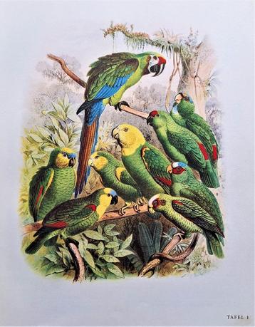 Vogelbilder aus Fernen Zonen - Papageien 1955 beschikbaar voor biedingen