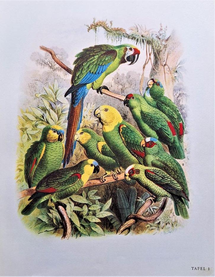 Vogelbilder aus Fernen Zonen - Papageien 1955, Boeken, Kunst en Cultuur | Beeldend, Zo goed als nieuw, Schilder- en Tekenkunst