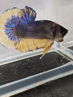 Betta splendens blue yellow man, Dieren en Toebehoren, Vissen | Aquariumvissen, Vis, Zoetwatervis