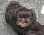 Boomer pup reutje, Dieren en Toebehoren, Rabiës (hondsdolheid), 8 tot 15 weken, Meerdere, Nederland