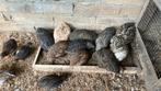 Japanse kwartels, Dieren en Toebehoren, Vogels | Overige Vogels, Vrouwelijk, Tam