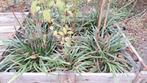 Liriope muscari 'Moneymaker' - Leliegras, Tuin en Terras, Planten | Tuinplanten, Ophalen of Verzenden, Overige soorten, Halfschaduw
