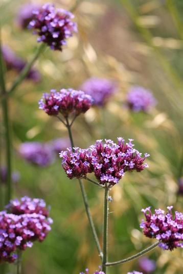 Mooie Verbena bonariensis planten. beschikbaar voor biedingen